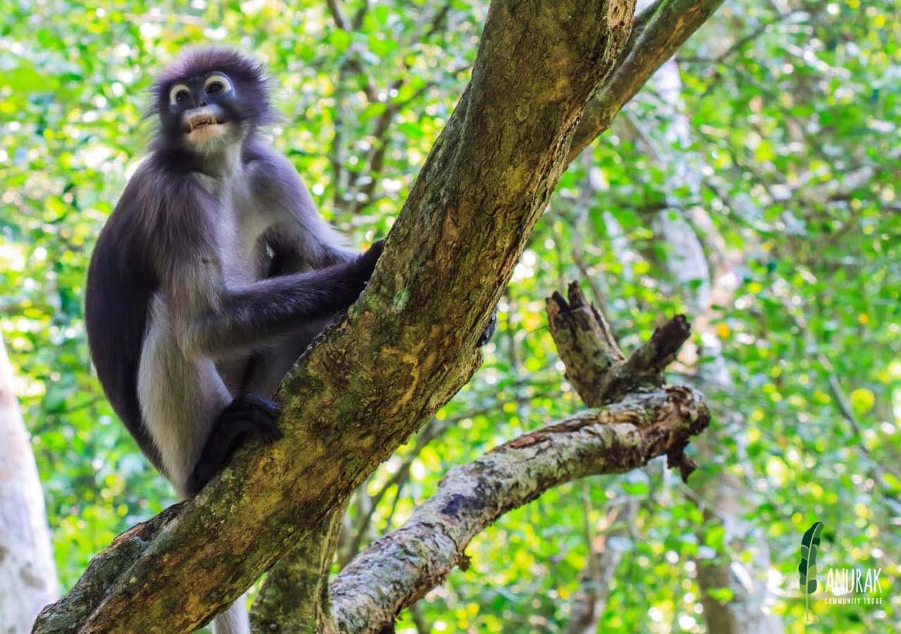 Anurak Community Lodge - Sha Plus Khao Sok National Park Luaran gambar